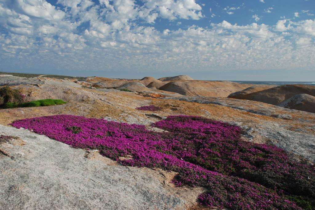 The Oystercatchers Haven At Paternoster Exterior photo